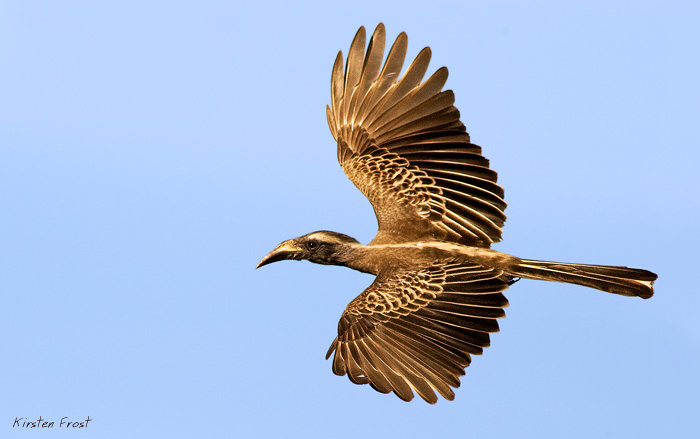 Grey Hornbill