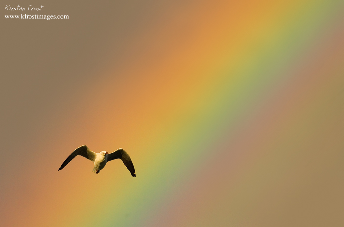 'Visual Spectrum' - Gull and Rainbow