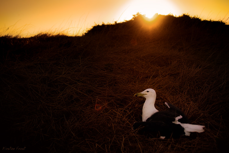'The Last Sunset' - injured Kelp Gull
