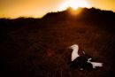  Birds in the Landscape