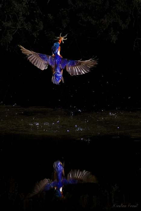 Malachite Kingfisher
