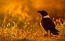 Pied Crow