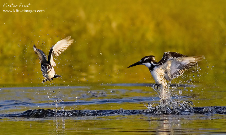 Pied Kingfisher