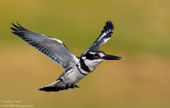 Pied Kingfisher