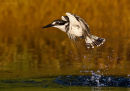 'Kingfisher Dive'