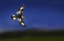 'Flash Blur' - Pied Kingfisher