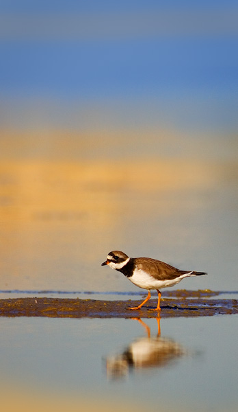 Common Ringed Plover (br.)