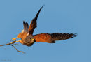 Rock Kestrel