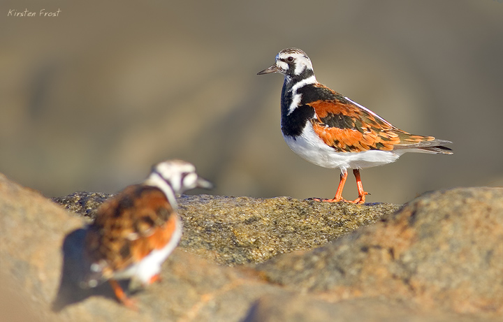 Ruddy Turnstone's