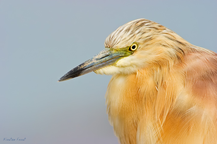 Squacco Heron
