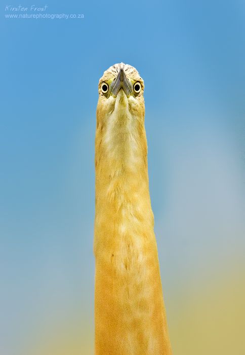 'Staring Squacco' - Squacco Heron