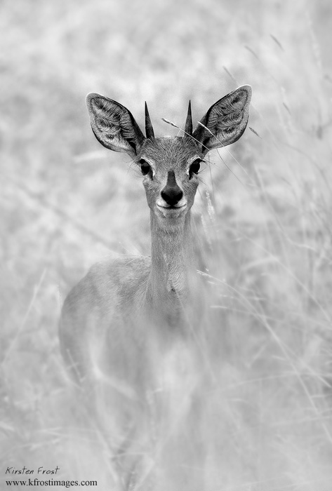 Steenbok 