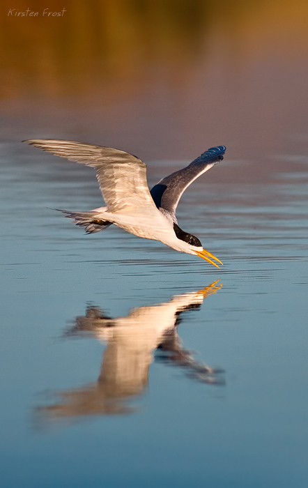 Swift Tern