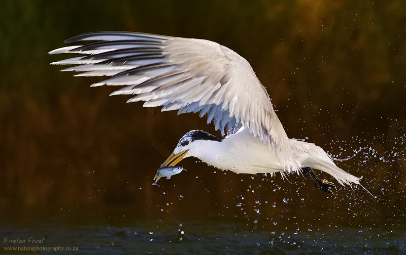 Swift Tern