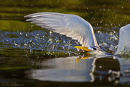 Swift Tern