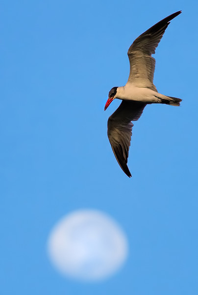 Caspian Tern and Moon