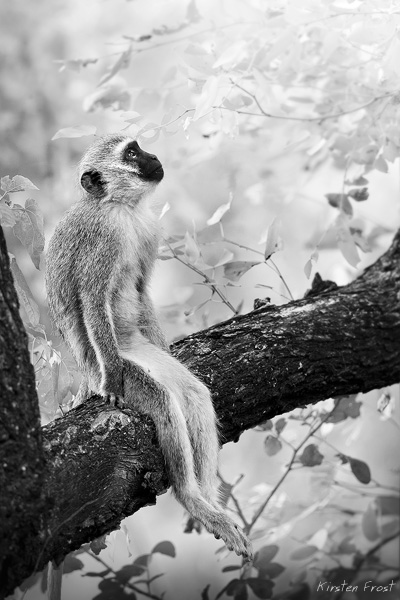'Personified' - Vervet Monkey
