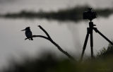  Wide Angle Kingfisher