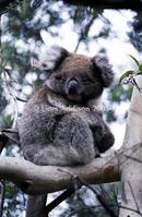 Baby, Eucalypt forest 03/04