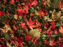 Colours of Autumn