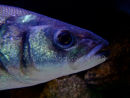 Creatures of the deep