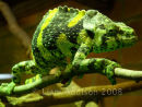 Chameleon