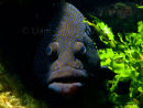 Creatures of the deep