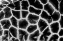 Savannah texture 