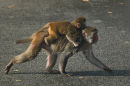 wildlife crossing..