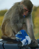 Attack of the killer macaques