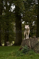 In the woods