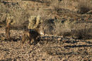 Coyote on the prowl, Arizona