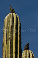 Natures apartment blocks with the birds at the top, Seguaro cactus