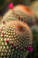 Desert gardens, Arizona