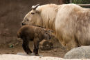Takins, mother and Baby