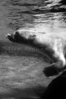 Polar bear playtime