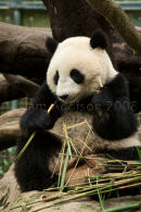 Panda-ing around