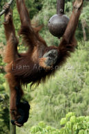 Ape japes