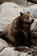 Brown bear