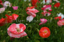 Tresco Abbey gardens
