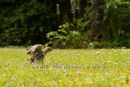 Baby pheasant, Tresco