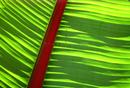 beautifully botanical