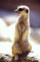 Meerkat, friendly little guys