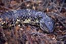Stumpy tail, KI 01/04