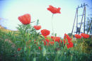 Poppies and powerlines, Poland