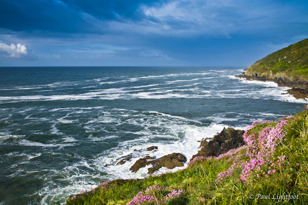 Sea pinks