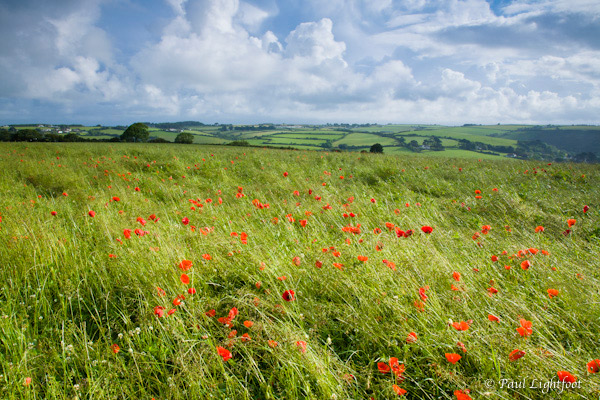 Poppies in a hay field