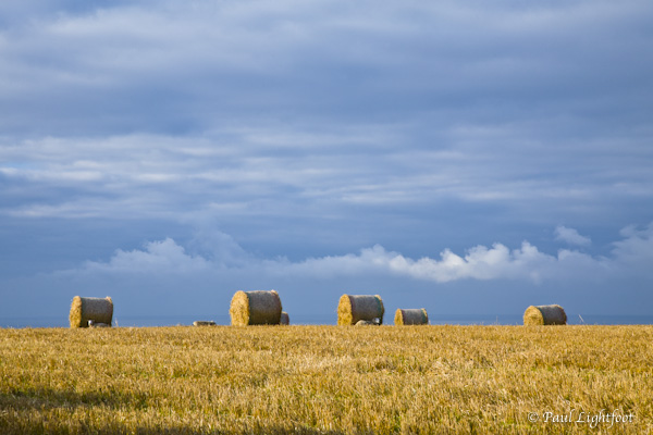 Straw, sheep and clouds