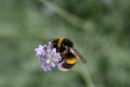 BEE CURLED AROUND LAVENDER