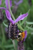 Bee on Lavender (Two)